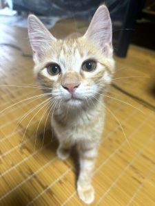 保護主さんが貰い手をみつけました　9/242024年8月17日掲載		■名前：子猫	24-K80■性別：オス	■年齢：3か月くらい	■ノミダニ駆除　　予定	■寄生虫駆除　　　予定	■ワクチン接種　　予定	鹿角郡で保護されています		しっかり者です少しビビりですが人馴れ猫馴れはしています知らない物(初めてのおもちゃ等)は確認してから遊んでいます				24-K79.80.81は兄弟です		■連絡先：E・佐々木　　電話　080-3489-7436		（仕事の都合により平日は18時半～21時までにお願いします）