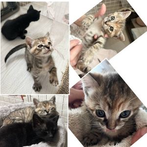 2024/10/10掲載		■名前:子猫　24-K413■性別:メス■年齢:1ヵ月半くらい　(推定8/15生まれ)■ノミダニ・寄生虫駆除済(フロントラインスプレー・ドロンタール済)■ワクチン接種済(３種１回)甘えん坊の美人さん撫でられるのが好き寝るときは兄弟にくっついてますまっすぐで長めのしっぽ。カリカリ食べられますケージでお留守番もできます■連絡先月～金曜　18：30～21：00土日祝　9：00～21：00※通話中の着信が表示されません　運転中・猫の受診中で出られない場合があります　着信順に折り返しお電話しますので　つながらない際はショートメールで　希望の猫の番号をご連絡いただけると助かります嵯峨　080-3489-9874