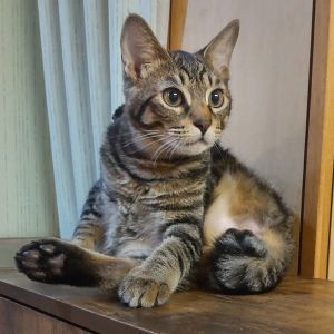 2024/7/21更新		■名前:子猫　24-K335■性別:オス■年齢:5ヵ月くらい　(推定4/20生まれ)■ノミダニ・寄生虫駆除済(フロントラインスプレー・ドロンタール・ネクスガードキャットコンボ済)■ワクチン接種済(３種２回)■血液検査済(猫エイズ・猫白血病共に陰性)■去勢手術済人懐っこい兄妹ご飯もしっかり食べてげんきいっぱい短いかぎしっぽ■連絡先月～金曜　18：30～21：00土日祝　9：00～21：00※通話中の着信が表示されません　運転中・猫の受診中で出られない場合があります　着信順に折り返しお電話しますので　つながらない際はショートメールで　希望の猫の番号をご連絡いただけると助かります嵯峨　080-3489-9874