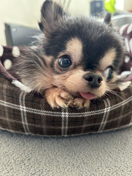 2025年12月14日 新しい家族が決まりました2025年11月3日 情報修正2025年8月17日 情報修正2025年5月8日 情報修正2025年3月2日 掲載 ■募集番号 24-D5 ■犬種 チワワ系雑種 ■性別 オス(去勢済) ■年齢 7歳くらい(25年5月1日現在) ■体重 1.8㎏ ■ノミダニ駆除 駆除済み ■ワクチン接種 24年度接種済 ■フィラリア 陰性■狂犬病ワクチン 25年度接種6月9日■ご飯 Dr'sケア尿石ケア(1日3回) 去勢手術、歯石除去手術が済みました。体重も増え、体力もつきました。1.3→1.6鼻の調子は変わらず、点鼻薬をつけています。耳の状態も良くなり、毛も生えてきました。 性格的には甘えん坊。抱っこが大好きで、ねだってきます。人見知りはありません。背中と足の骨に少し異常がありますが、ゆっくり歩くことが出来ます。かなり体力がついてきました。散歩も楽しんでいくようになりました。鼻炎の為、点鼻薬を使っています(4~5時間ごとの点鼻)。血液系の免疫疾患で、耳の毛が剝がれましたが、新しい毛が生え始めています。食が細く、回数を多くして対応しています。硬いものは食べれません。食べムラがあります。現在は、「食べる」ことを大切にしているためにお皿からではなく、マットの上に並べて食べています。ケージ内で半日程度のお留守番は可能です。生涯室内飼いをお願いいたします。玄関等ではなく、ご家族の皆様と一緒に過ごせる環境でお願いいたします。 犬の飼育経験のある方でお願い致します。 ■連絡先 阿部 電話 080-3528-7538 (仕事の都合により平日は夕方6時~夜9時にお願いします)