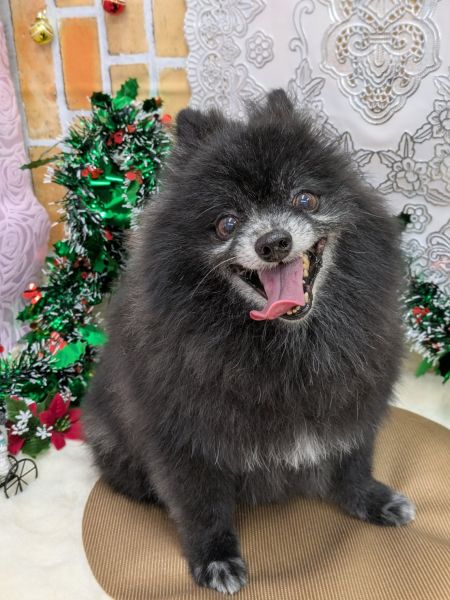 2025年12月2日 写真交換2025年9月20日 再募集スタート2025年9月20日 戻りました2025年9月13日 トライアル2025年8月24日 予約されました2025年8月17日 情報修正2025年6月11日 掲載 ■募集番号 25-D5 ■犬種 ポメラニアン ■性別 オス(去勢済)8/27手術 ■年齢 10歳(2015年3月28日生まれ) ■体重 4.3㎏ ■ノミダニ駆除 駆除済み ■ワクチン接種 接種済 ■フィラリア 陰性(25年度予防中)■狂犬病ワクチン 25年度未接種■ご飯 AIMS気管虚脱があります。現在、投薬等はありません。 性格は、寂しがり屋です。人が大好き!散歩も好きで喜んで出かけます。トイレはトレーニング中ですが、かなりうまくできるようになってきました。散歩でも排泄します。耳を触られることが苦手です。いたずらはほとんどなく、テーブルの上の人間の食べ物には興味がありません。生涯室内飼いをお願いいたします。玄関等ではなく、ご家族の皆様と一緒に過ごせる環境でお願いいたします。 犬の飼育経験のある方でお願い致します。 ■連絡先 阿部 電話 080-3528-7538 (仕事の都合により平日は夕方6時~夜9時にお願いします)