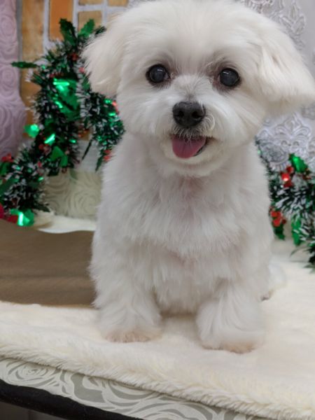 2025年12月2日 写真交換2025年9月28日 情報修正2025年9月21日 情報修正2025年8月17日 情報修正2025年6月22日 掲載 ■募集番号 25-D4 ■犬種 マルチーズ ■性別 メス(避妊済・9/24) ■年齢 12歳(2013年8月1日生) ■体重 3.7㎏ ■ノミダニ駆除 予防中 ■ワクチン接種 25年度接種済(5月22日) ■フィラリア 陰性(25年度予防中)■狂犬病ワクチン 25年度未接種■ご飯 ナチュラハ グレインフリー9月24日避妊手術及び耳の腫瘍の切除を行いました。検査の結果、悪性のものではありませんでした。かゆみも減薬しながら様子を見ております。年齢を感じさせないくらい元気です。甘えん坊で、抱っこが大好きです。ソファに座っていると、抱っこをせがんできます。諦めが悪く、頑固な一面もあります。耳に腫瘍があり、避妊手術と併せて切除予定です。体を痒がる傾向があり、かゆみ止めを飲んでいます。食物アレルギーがあり、アレルゲンを除去したフードを食べています。排泄は、散歩時にしています。室内ですることはありません。生涯室内飼いをお願いいたします。玄関等ではなく、ご家族の皆様と一緒に過ごせる環境でお願いいたします。 犬の飼育経験のある方でお願い致します。 ■連絡先 阿部 電話 080-3528-7538 (仕事の都合により平日は夕方6時~夜9時にお願いします)