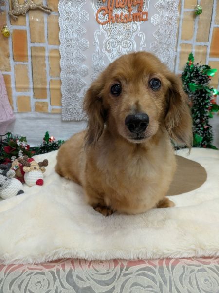 2025年12月2日 写真入替2025年12月2日 情報修正2025年8月17日 情報修正2025年5月8日 掲載 ■募集番号 25-D1 ■犬種 ミニチュアダックスフンド ■性別 オス(去勢済) ■年齢 15歳(2010年5月2日生まれ) ■体重 5.4㎏ ■ノミダニ駆除 予防中 ■ワクチン接種 24年度未接種 ■フィラリア 陰性■狂犬病ワクチン 25年度未接種■ご飯 オーシャンハーベスト食事、運動により体重が減りました 6.0→5.4甲状腺機能低下症で治療中です。皮膚が弱く、お腹も弱い子で便が軟便傾向にあります。 性格は、甘えん坊で人懐い子ですが、要求吠えがあり、躾をしています。トイレは、決まった場所でしてくれます。生涯室内飼いをお願いいたします。玄関等ではなく、ご家族の皆様と一緒に過ごせる環境でお願いいたします。 犬の飼育経験のある方でお願い致します。 ■連絡先 阿部 電話 080-3528-7538 (仕事の都合により平日は夕方6時~夜9時にお願いします)