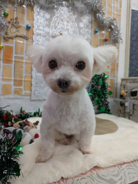 2025年12月9日 情報修正2025年8月17日 掲載 ■募集番号 25-D3 ■犬種 マルチーズ×チワワ ■性別 メス(避妊済) ■年齢 10歳(2015年5月26日生) ■体重 3.5㎏ ■ノミダニ駆除 予防中 ■ワクチン接種 25年度接種済(5月22日) ■フィラリア 陰性(イベルメクチンにて予防中)■狂犬病ワクチン 25年度未接種■ご飯 手作り食腎臓が悪くなってきています。アレルギーがあるため、療法食フードが食べられません。手作り食にサプリメントを飲んでいます。 性格的には甘えん坊。頑固な一面、わがままな一面があります。食物アレルギーがあり、現在手作り食を食べています。室内外の排泄が可能です(時々失敗もあります)。散歩は大好きです。4時間程度のお留守番が出来ます。膣脱があり、避妊手術時に合わせて処置をしました。取ったものは、悪いものではありませんでした。生涯室内飼いをお願いいたします。玄関等ではなく、ご家族の皆様と一緒に過ごせる環境でお願いいたします。 アレルギーのため、食事の管理が必要です。犬の飼育経験のある方・食事の管理ができる方でお願い致します。2025年8月17日 掲載 ■募集番号 25-D3 ■犬種 マルチーズ×チワワ ■性別 メス(避妊済) ■年齢 10歳(2015年5月26日生) ■体重 3.5㎏ ■ノミダニ駆除 予防中 ■ワクチン接種 25年度接種済(5月22日) ■フィラリア 陰性(イベルメクチンにて予防中)■狂犬病ワクチン 25年度未接種■ご飯 手作り食 性格的には甘えん坊。頑固な一面、わがままな一面があります。食物アレルギーがあり、現在手作り食を食べています。室内外の排泄が可能です(時々失敗もあります)。散歩は大好きです。4時間程度のお留守番が出来ます。膣脱があり、避妊手術時に合わせて処置をしました。取ったものは、悪いものではありませんでした。生涯室内飼いをお願いいたします。玄関等ではなく、ご家族の皆様と一緒に過ごせる環境でお願いいたします。 アレルギーのため、食事の管理が必要です。犬の飼育経験のある方・食事の管理ができる方でお願い致します。 ■連絡先 阿部 電話 080-3528-7538 (仕事の都合により平日は夕方6時~夜9時にお願いします) ■連絡先 阿部 電話 080-3528-7538 (仕事の都合により平日は夕方6時~夜9時にお願いします)