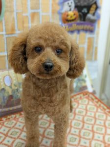 2025年12月11日 情報修正2025年11月7日　情報修正2025年11月3日　掲載		■募集番号　25-D6					■犬種	トイプードル				■性別	　オス（去勢済・12月8日実）				■年齢	7歳（2018年11月14日生）	■体重　5.6㎏			■ノミダニ駆除　　予防中　　				■ワクチン接種　　接種済(6種)			■フィラリア	　陰性■狂犬病ワクチン　25年度未接種■ご飯　ロイヤルカナン　消化器サポート低脂肪去勢手術が終わりました。歯の状態が悪く、5本抜いています。術前の血液検査で膵炎の数値が正常範囲内となりました。引き続き食事で様子を見ています。慢性膵炎が見つかりました。適切な食事管理が必要です。現在、投薬は行なっておらず、食事療法だけ行なっています。				寂しがり屋で甘えん坊。お散歩が大好きです。排泄は、ほとんど散歩で済ませます。お留守番はできますが、性格的に少ないほうが好ましいと思われます。猫は苦手です。生涯室内飼いをお願いいたします。玄関等ではなく、ご家族の皆様と一緒に過ごせる環境でお願いいたします。						その他に関しましてはお電話でお伝えいたします。						■連絡先　　　阿部　電話 080-3528-7538                                                              (仕事の都合により平日は夕方6時～夜9時にお願いします)					