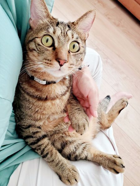 コタロー（秋田市）癒しと幸せを運んできてくれる「招き猫」なコタちゃん♪鳴き方を分けたり目の表情も豊かだったり、家族みんなと鼻チューしたりペロペロしてくれたり、とにかく愛情深くコミュニケーション上手な愛されキャラなので、楽しくてお迎えしてからの１年があっという間でした☆犬猫ネットワークの皆さま、素敵なご縁をありがとうございます！