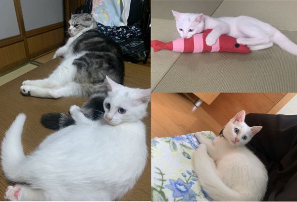 くるみ（大仙市）子猫は「くるみ」と名付けました。毎日元気いっぱいに過ごしています。食欲も排泄も問題無く、良く遊び良く寝る毎日です。体重は1kgを越え、だいぶ大きくなりました。ワクチン接種等も終え、後は避妊手術のみです。先住猫も警戒しなくなり、良く2匹でじゃれあっています。くるみが家族に加わり、家族皆癒されています。これからも家族皆で成長を見守って行きたいと思います。今回は素敵なご縁をありがとうございました。