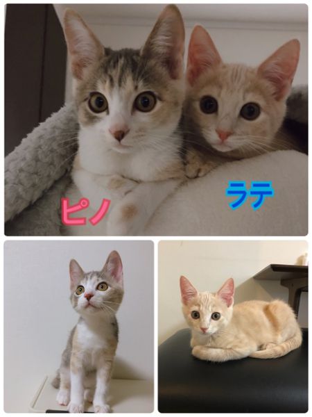 ピノ・ラテ（横手市）2匹の兄妹猫ちゃんが家に来て1ヶ月半ほど経ちましたまだ猫風邪の治療中ですが毎日元気に走り回って仲良く一緒に寝ていますしっかり治ったらワクチン、マイクロチップ、避妊手術に行く予定です家族みんなの癒しです！