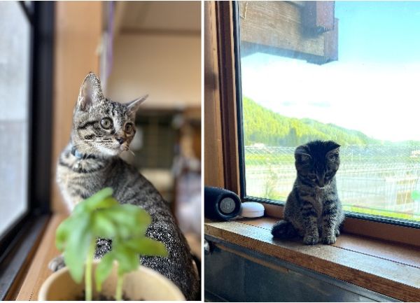 マルちゃん（湯沢市）我が家にきてはや二ヶ月が経ちました。心身ともに健康で、うちの歴代の猫ちゃん達のなかで1番まるまるとした顔をしております。横顔が若干スローロリスに似ております。お気に入りのおもちゃで遊び果てに疲れて眠ってしまうかわい子ちゃんです。うちに来てくれてありがとう　もっともっと可愛がっちゃいます！