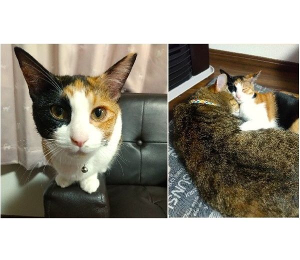 すみれ（大館市）我が家に来て２ヶ月が過ぎました。先住猫とすっかり仲良くなり、微笑ましい姿を見せてくれます。やんちゃ娘なのでたまに先住猫の指導が入りますが、全くめげずに挑んでいくスーちゃんです。獣医と避妊手術の日を相談し1月に予約をしています。