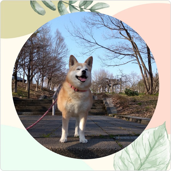 こもも（潟上市）13年目の報告です。毎年・春に原因不明の体調不良になり通院する以外は、すこぶる元気な、おばぁちゃんです(笑)これからも快適なシニアライフを過ごせるようにサポートしていきます。