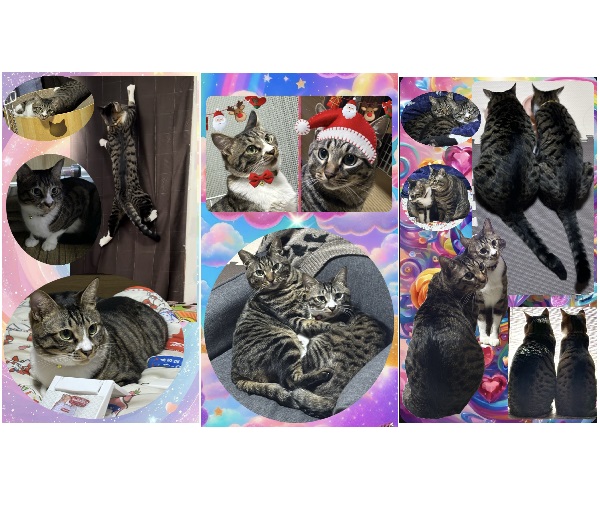 タイガ（大仙市）家族になって4/27に1年を迎えます 先住ちゃん(キジトラ)と5才違いですが、本当の親子のような兄弟なような、常に一緒ですそして、色や柄もそっくりになってきて、白い部分が見えないと、どっちか分からない程、よく似ています本当に仲良しなニャンズですよく遊び、よく食べ、元気に過ごしていますニャンズにメロメロです