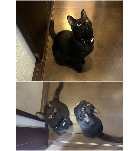 すずり（秋田市）抱っこが大好きで甘えたい時の愛嬌のあるポーズで家族を癒してくれます。先住猫とも仲良くしています。