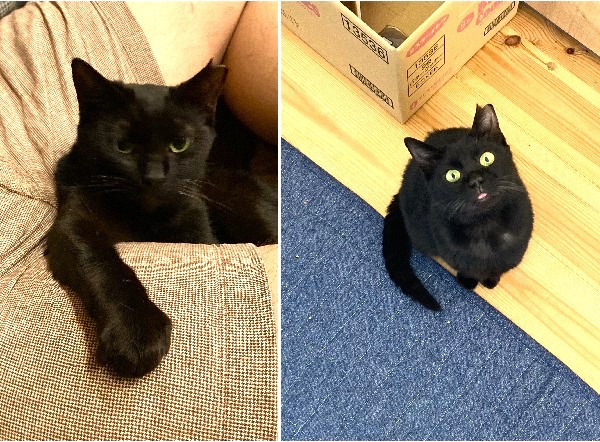 むー（能代市）家族になって１年、少しずつ距離が縮まり、お膝の上大好きっ子になりました(^^)特にパパのお膝がお気に入りです！皮膚の方は定期的な通院と投薬で落ち着いています(^-^)