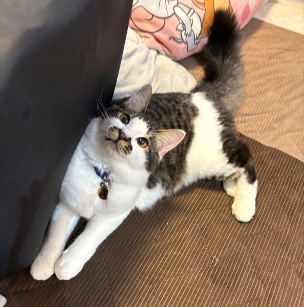 ルー（秋田市）我が家に来てから2ヶ月経ちました。初日はあまり出て来ず心配になりましたが今やルーは、1番の甘えん坊さんでかまってちゃんです笑とても可愛い家族をありがとうございます。