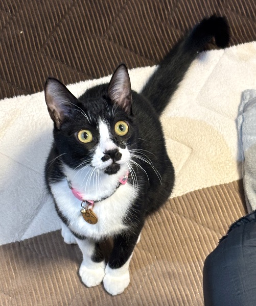 ロー(秋田市）人見知りもせず活発な子です。運動神経も抜群で、毎日おどろかされています。そしてお留守番も朝起きてからも1番に出迎えてくれます！可愛い家族をありがとうございます♪