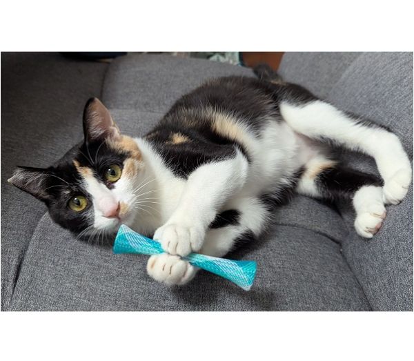 ミク（秋田市）先住猫との関係にも慣れてきて、よくジャレています日中は先住猫を追いかけて走り回り夜は寝ている私達の足の指を噛むイタズラをしたり元気にやっていますありがとうございます