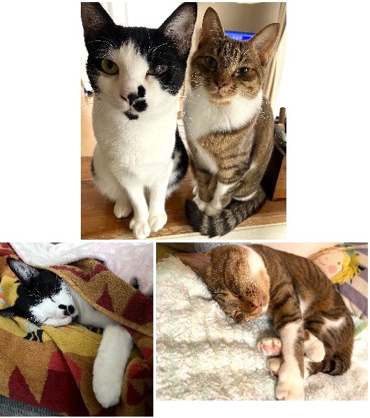 アメ・キク（にかほ市）姉妹をお譲りいただいてから1年が経ちました。抱っこが苦手で警戒心が強いのに、ストーカー気質で誰にでもどこにでもついてこようとするアメと、甘えん坊で独占欲が強いキク。布団に入ってきて一緒に寝てくれたり、決まった時間になると遊ぼうって誘ってきたりするこの子達に、家族全員の溺愛が止まりません。これからも健康で末永く一緒に過ごしたいと思ってます。