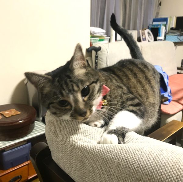 パトラ（秋田市）うちに来て一年、出会った頃からは想像できない程の甘えん坊のデレデレ猫になりました！膝に乗るのが好きで、作業中でも顔をなめて邪魔してくるほどべったりです