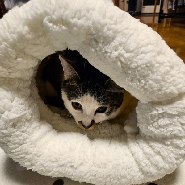 蓮（湯沢市）先住猫とも仲良く、パトロールしたり、大好きな段ボールで遊んでます。