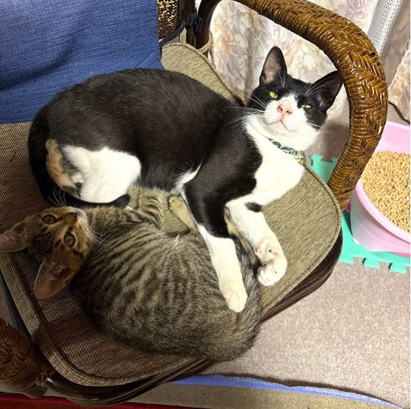 ゆきち(由利本荘市）とても人懐っこい子で、家の人になれるまで全然時間もかかりませんでした。人懐っこすぎて家に来る全ての人にすぐ懐いてしまいます(笑)今は新しくむかえた子猫ともとっても仲良しで毎日一緒に家中走りまわってます。