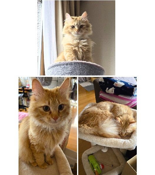 にこ(笑虎)（大仙市）我が家の家族になって２ヶ月が過ぎました。遊びが大好きな男の子。いつも遊ぼーと誘われています！