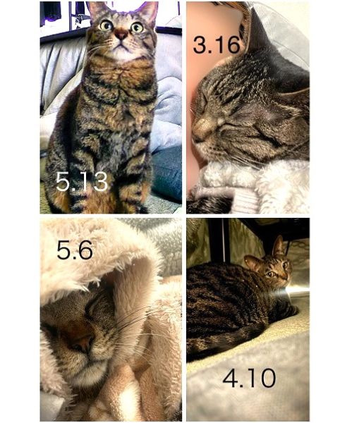 こまめ（秋田市）さみしん坊で甘えん坊のわんぱくちゃんで、毎日可愛くて愛しくて仕方ないです。くしゃみ鼻水はありますが、症状強いとき病院に罹りお薬も頑張って飲んでます。偉い！この子に出会えたこととこれからも一緒にいれることを、犬猫ネットワークの皆様と関係者の皆様に感謝申し上げます。ありがとうございます。