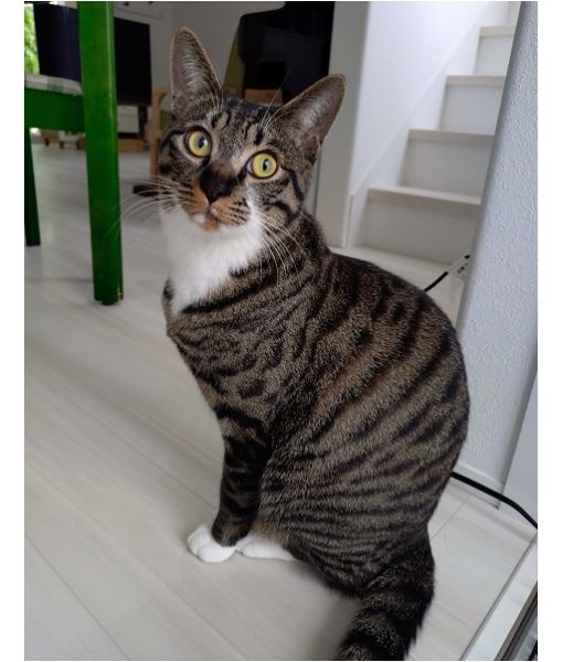 マサムネ(秋田市）家に来てからはいつも家族の輪の中心になってます。皆の会話も増えました！家に来てくれてありがとう。素敵な出会いに感謝です。