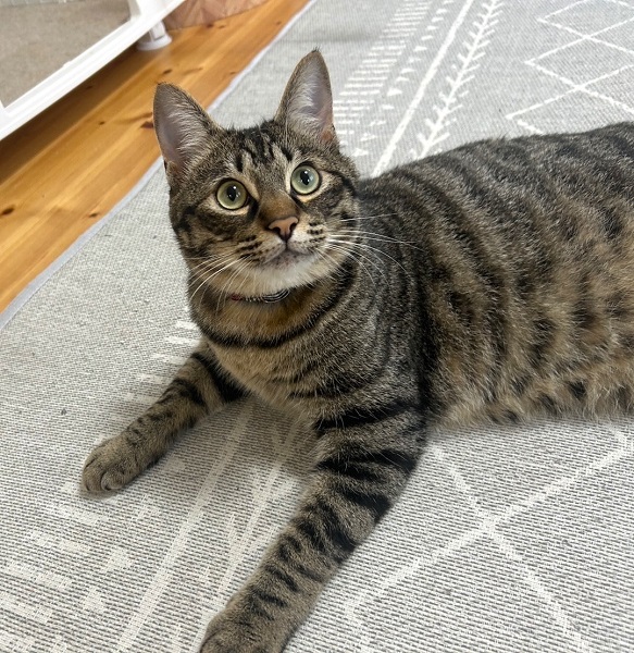 むうた（由利本荘市）飯もいっぱい食べて元気です。ささみのおやつがお気に入りです。