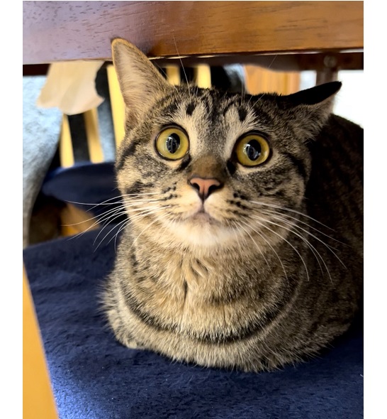 まる（湯沢市）とても可愛く元気いっぱい家中を走り回っています窓の外の鳥と仲良しで興奮がさめやりませんよく眠るいい子に育っています感謝の気持ちでいっぱいですうちの子になってくれてありがとう