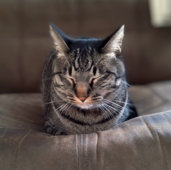 ゆきち（秋田市）４月で３歳になりました。キャットタワーからお外を見るのが大好きなゆきち、鳥さんや虫さんを見つけるのが得意です。　　　　体調を崩すこともなく毎日まったりゆったり過ごしている可愛いゆきちです。