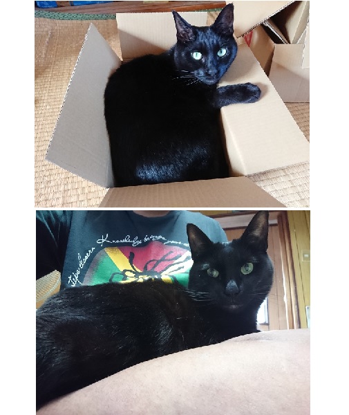 クー（秋田市）猫あるある。余裕のある段ボールよりも体がぴったりフィットする箱を選ぶ(笑)測ったようにぴったりフィットしてます(笑)こうやって膝に乗られるって事は猫に好かれてるのか？それとも下に見られてるのか？知るのは猫のみ(笑)見ると結構ドヤ顔してます。