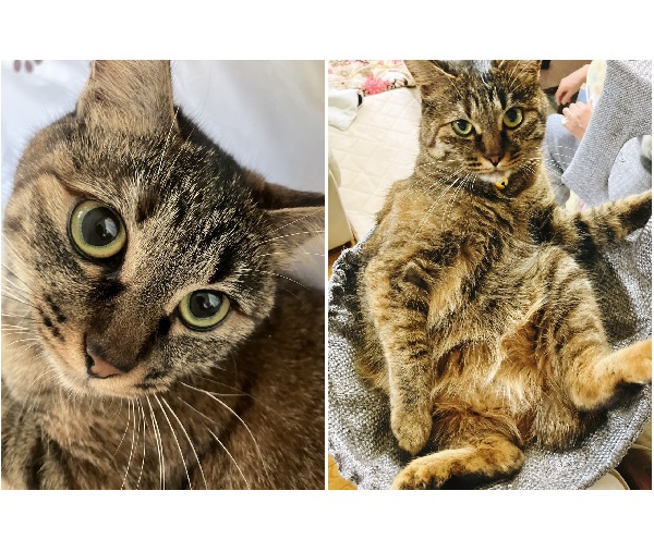 のの（美郷町）ののが我が家に来て一年が経ちました。毎日元気に遊んでいます。最近はねこじゃらしを咥えて運ぶのが好きみたいです。これからも、末永く健康で元気に過ごしてもらえたらと思います。