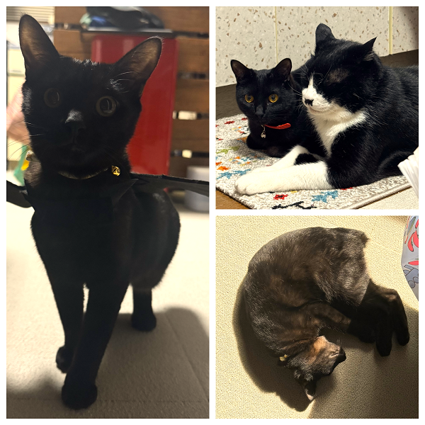 ニニ（秋田市）すごく好奇心旺盛でおてんば、毎日駆け回ってます(^_^;おもちゃを投げると咥えて持ってくる天才ニニちゃん、手足も長くてモデル体型です(^_-)先住猫の真似っこ、毎日二匹くっついて寝ていますzzzあんなに小さかったのに日々成長を感じますTT