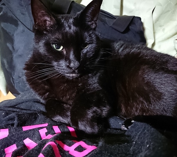 クー(秋田市）嫁のパーカーの上に毎日寝るようになりました。オスなのでこんなもんでしょうか(笑)オス猫あるある？