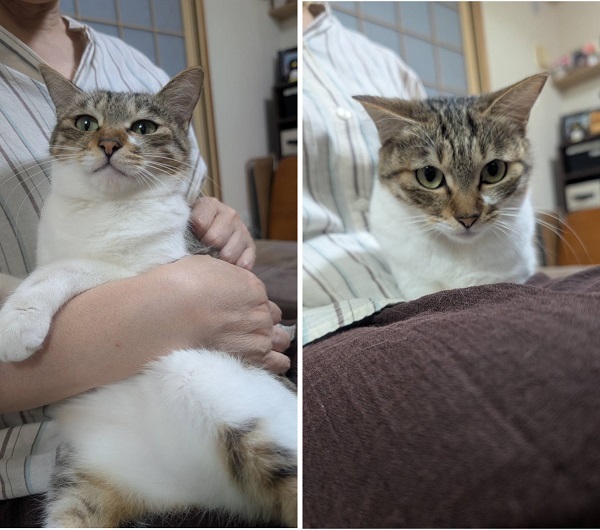 こと（秋田市）抱っこが大好きで、すぐ膝に乗ってきます。良く食べ、トイレも失敗知らず、爪切りも嫌がらないお利口さんです。先住猫とはまだ仲良く出来てませんが、おやつは一緒に食べれるようになりました。