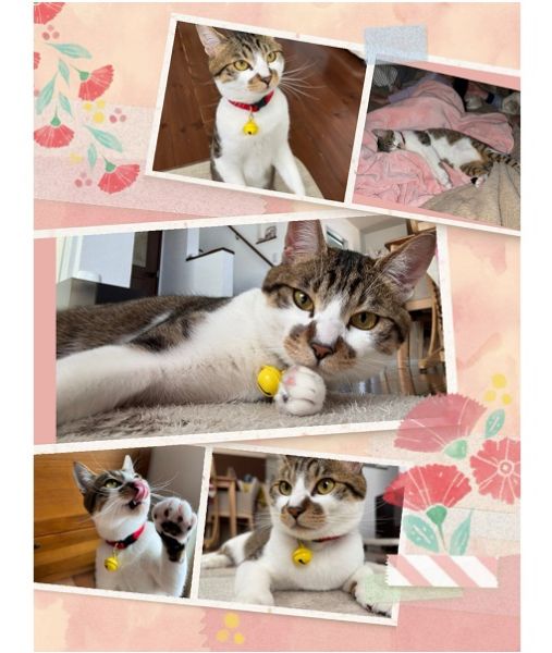 陽太(ひなた)（由利本荘市）ひなたが、来て2ヶ月がたちました！来た当初から、ご飯もトイレもバッチリですぐに慣れてくれました。甘えん坊の、食いしん坊さんで夜は必ずみんなと一緒に寝ます。遊んでアピールも凄く、もうメロメロです。うちに来てくれてありがとう