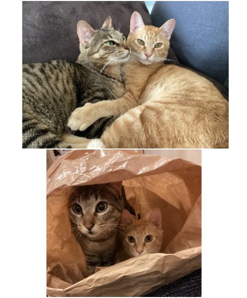 こじろう・むさし（横手市）お迎え後、1年が過ぎました。初めての猫と生活は戸惑いの連続ですが充実した日々が送れているのも彼らとの出会いがあったからと思います。出会いの場をいただいて本当にありがとうございます。二人とも、今以上に元気で過ごせますように！