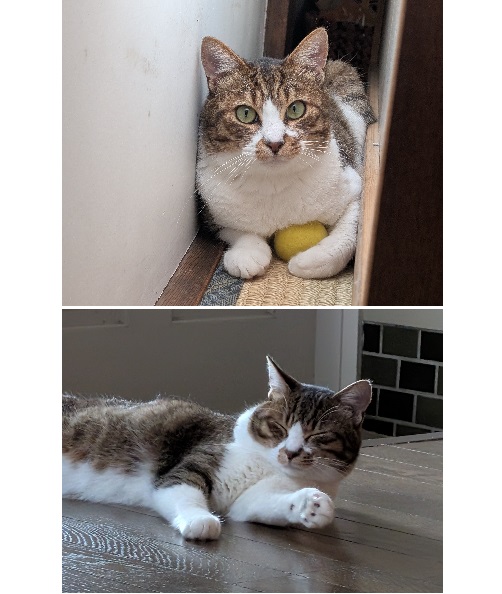 ちゃ太（秋田市）ちゃ太が、家族になって2ヶ月になります。食欲旺盛、よく遊ぶ元気な子ですが、かなりのビビり君です。家には慣れました。家族を認識してるとも思います。おやつを手からたべるので、その時限定で撫でる事が可能です。私の足元で寝てたり、足にじゃれたり。でも、私が見てる事に気づくと逃げてしまいます。ご飯を食べてる時やアルソック中でも、家族がリビングに入って来る気配やそばでちょっと動いただけで逃げてしまいます。常に緊張と警戒が解けないようです。そんな中でも、鳴いて遊んでと誘って来たり、1人運動会をしたり、ゆったりした寝顔を見るとリラックス出来る時間もあるんだなってホッとします。外にいた約1年半、どれほど過酷で厳しい環境の中で恐怖心を持って生き抜いて来たのか。抱っこはまだ出来ません。スリスリしたりごろごろ甘えて来る事もありませんが、ゆっくり時間をかけて慣れてくれたらいいと思います。ちゃ太がいてくれるだけで幸せです。