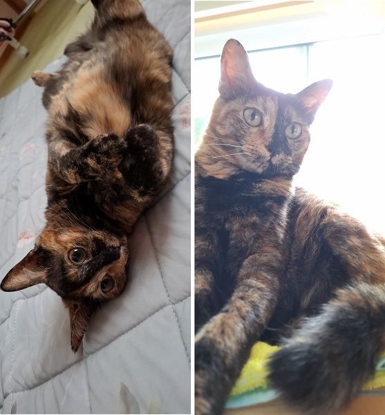 むぎ(鹿角市)先住猫との急なお別れでまだ家の中がどこか悲しい空気だった時『むぎ』を家にお迎えしてもう一年です…あっという間でした。お空に行ってしまった猫ちゃんの分も元気に病気もせず残された先住黒猫さんとも毎日喧嘩ごっこ、爆走しております。毎日お腹全開で寝ておじさんみたいと…家族に笑われてます。むぎちゃんの可笑しな感じで落ち込んでいた黒猫ジーコさんも家族も私も、元気になり本当にわが家にきてくれてありがとう。 むぎを無事に届けてくれるまで動いてくださったすべてのスタッフ様本当にありがとうございました。 今も新しい家族を待つ猫ちゃん、犬ちゃん早く素敵な家族に会えますように…