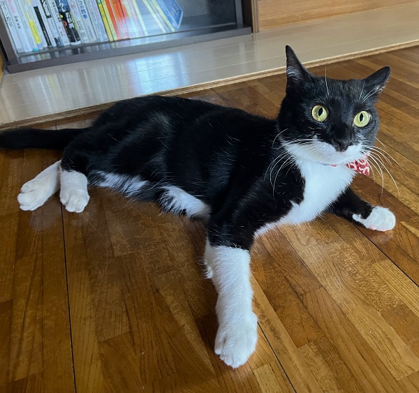 スズ（秋田市）とっても活発で元気にしています。窓から外の動く物にとても興味津々です。