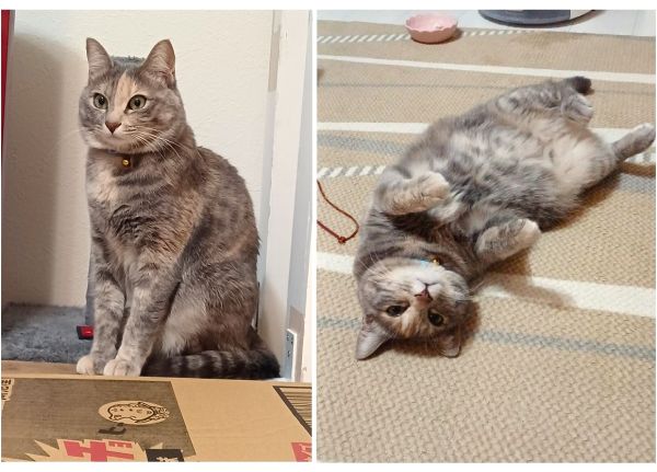 ガウル（秋田市）家にきて１年と7か月。小さかった子猫がたくましく育ちました(笑)猫らしくとても猫らしく生活する姿に毎日癒されてます。これからもよろしくね