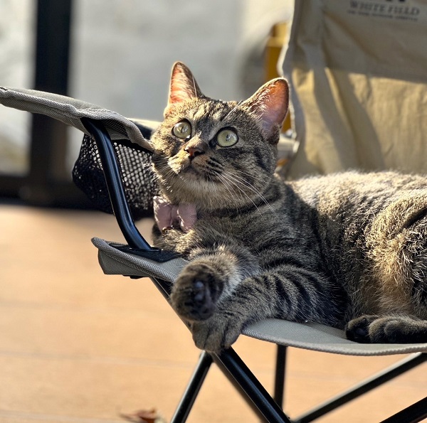 もずく（秋田市）譲渡して頂いてから、約1年経過しました！甘えるのも遊ぶのも大好き！スクスク育っています(^-^)我が家の3人の子供たちとよく遊び、寝る時はパパとママの間を占領してドヤ顔です(^-^)お気に入りのサンルームでパシャリ！