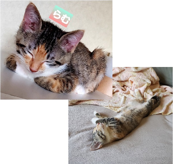 ラム（能代市）元気に遊んでます体調も大丈夫そうです