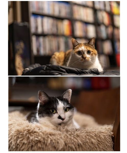 たま子（能代市）お譲りいただいたネコちゃんたち、とても元気に過ごしています。人間一人、ねこ二匹。この上なく幸せで楽しい毎日です。いぬ・ねこネットワークさんには感謝しかありません。本当にありがとうございました。たま子。10才になりました。少し臆病で気ままな子です。べっぴんさんですよね。