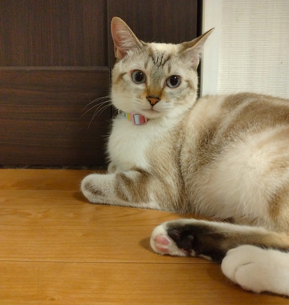 しづ（由利本荘市）我が家に来て１年経ちました。人には優しく猫には厳しい性格で兄猫のちゃどの動きには目を光らせています。自分のお気に入りの場所に入られると、ちょっかいを出したりします。２匹で猫団子する光景は滅多に見られませんが、お互い一定の距離感を保って生活しているようです。日課は、外の鳥さん観察で見つけてはケケケケ…と鳴いています。譲渡直後は、白猫でしたが段々と色が濃くなってキレイなシャムトラ女子になりました。毎日元気に過ごしております。