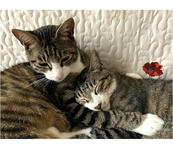 レオ・空(クウ)（湯沢市）家に来て2ヶ月が経ちました。2匹とも元気に過ごしています。毎日のようにプロレスをしていますが、とても仲の良い兄弟です。