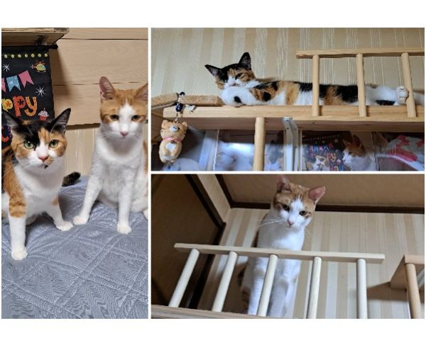 たま・ちくわ（男鹿市）二歳になりました。やんちゃなむすめと内弁慶の息子毎日元気に走り回ってます。ブラッシングするときは順番待ちしてます。