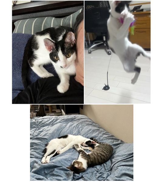 ミント（秋田市）1.5kgで迎えたミントは8/3で2.4kgと、順調に育っています。いつも兄妹揃って私のベッドで無防備に寝ています。とても甘えん坊でいつもくっ付いて来るのごたまらなく愛おしいです。そして男の子のためか、運動能力が凄いです。じゃらし系の竿はもう何本も破壊するほど全力で遊んでいます！