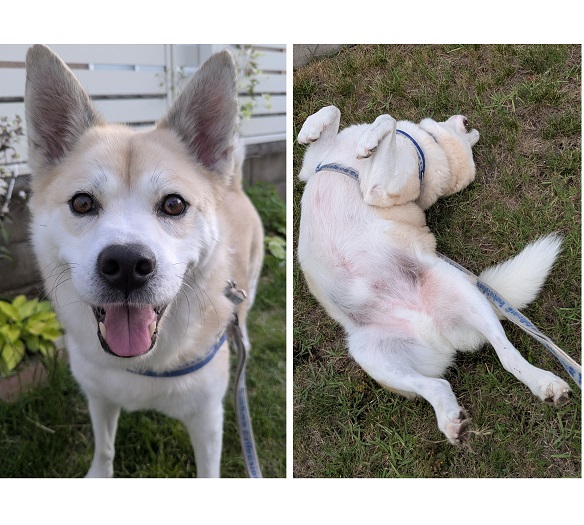 剛太（にかほ市）5年前の今日、ごうたが来ました。不安でいっぱいの姿からは想像が出来ないくらい、良い表情になったと思います。ご縁をいただいたことに感謝しながら、これからもごうたとの毎日を楽しんでいきたいと思います。